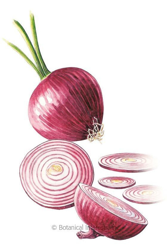 Botanical Interests Red Amposta Bulb Onion Seeds