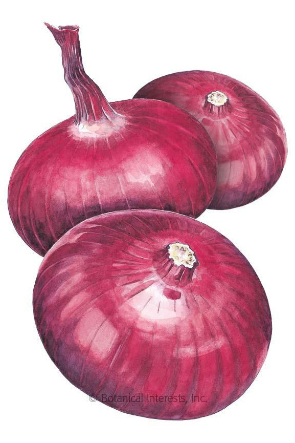 SEED ONION BULB RED FLAT ITALY