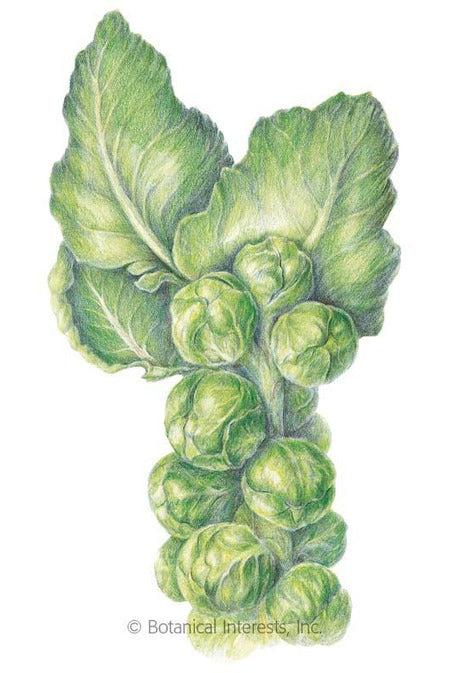 Botanical Interests Long Island Improved Brussels Sprouts Seeds