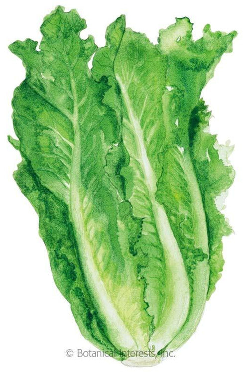 Botanical Interests Parris Island Cos Romaine Lettuce Organic Seeds