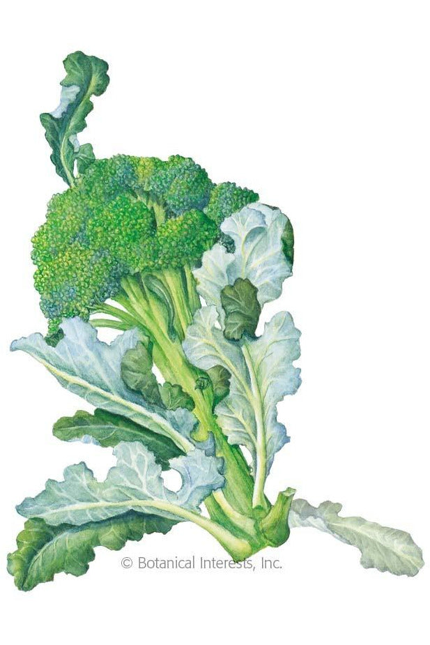 Botanical Interests Waltham 29 Broccoli Seeds