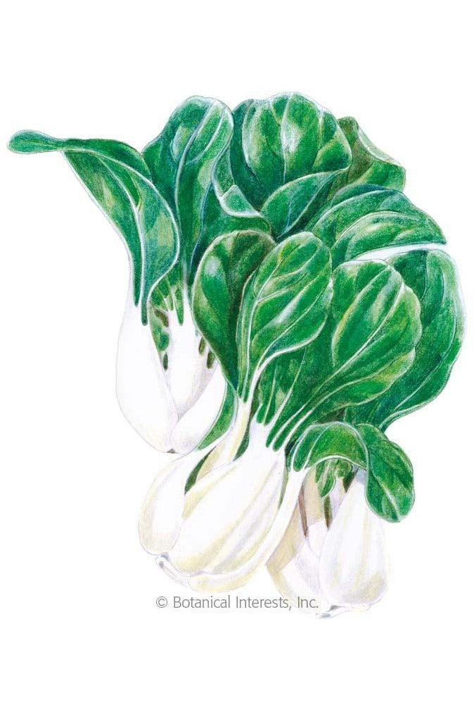 Botanical Interests Toy Choy Bok Choy Seeds