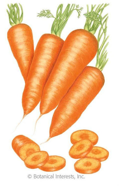 SEED CARROT RED CORED CHANTNY