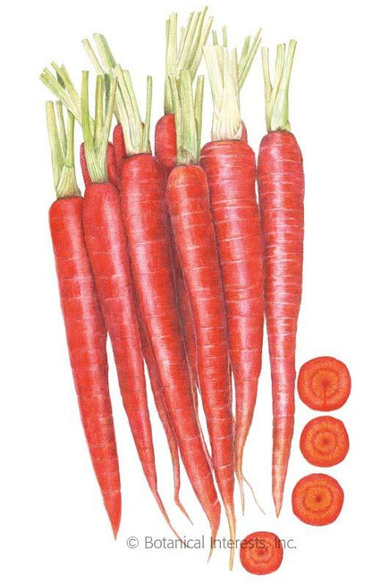 Botanical Interests Atomic Red Carrot Seeds