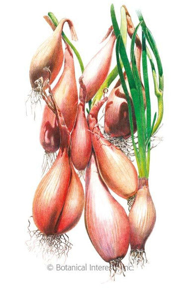 Botanical Interests Zebrune Shallot Onion Seeds