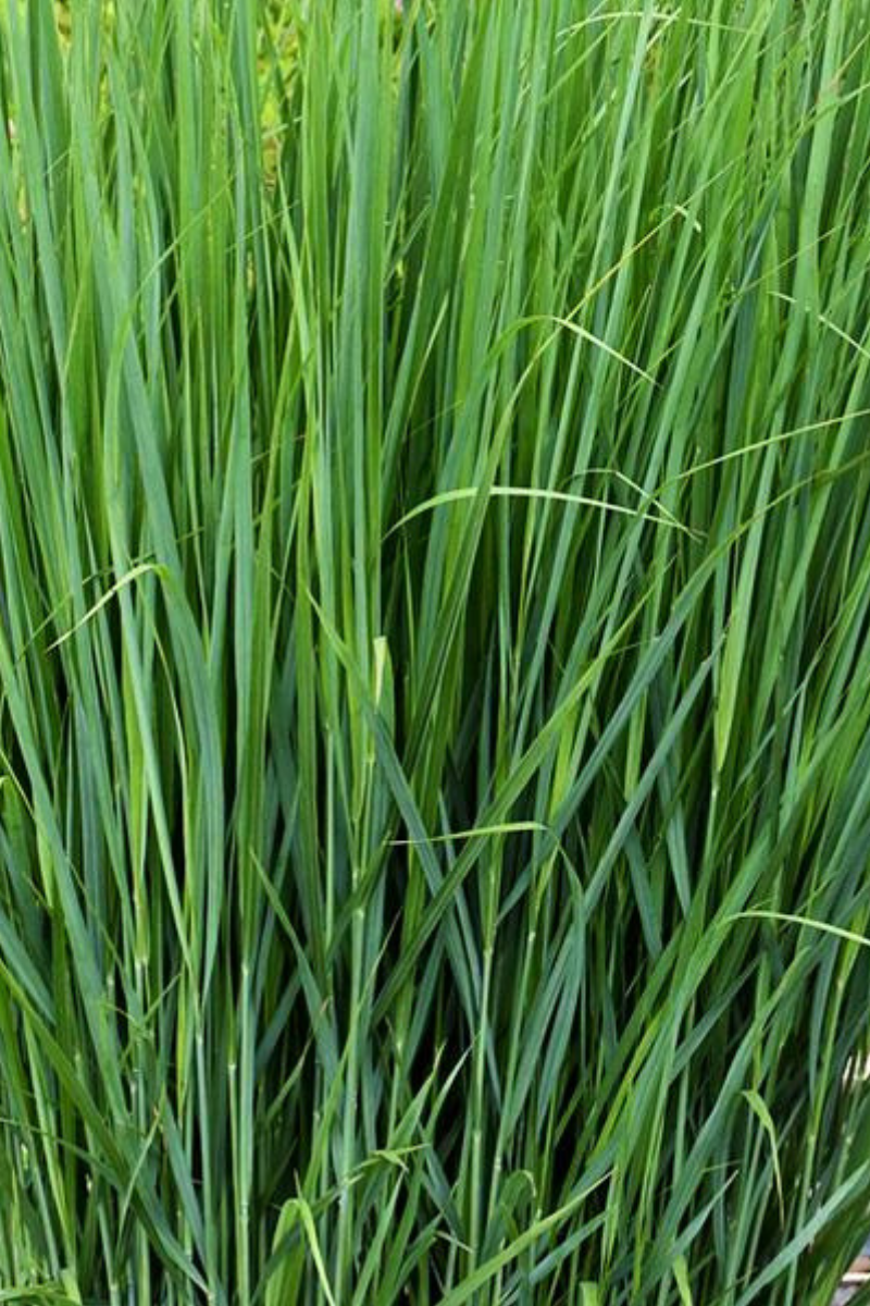 Grass, Switch Northwind