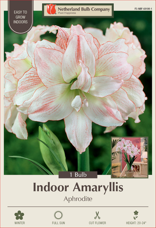 Amaryllis Aphrodite Bulb 1/Pack