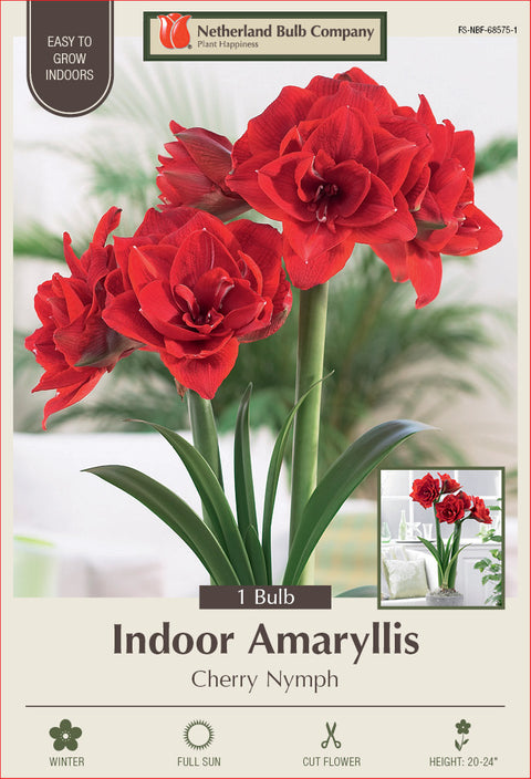 Amaryllis Cherry Nymph Bulb 1/Pack