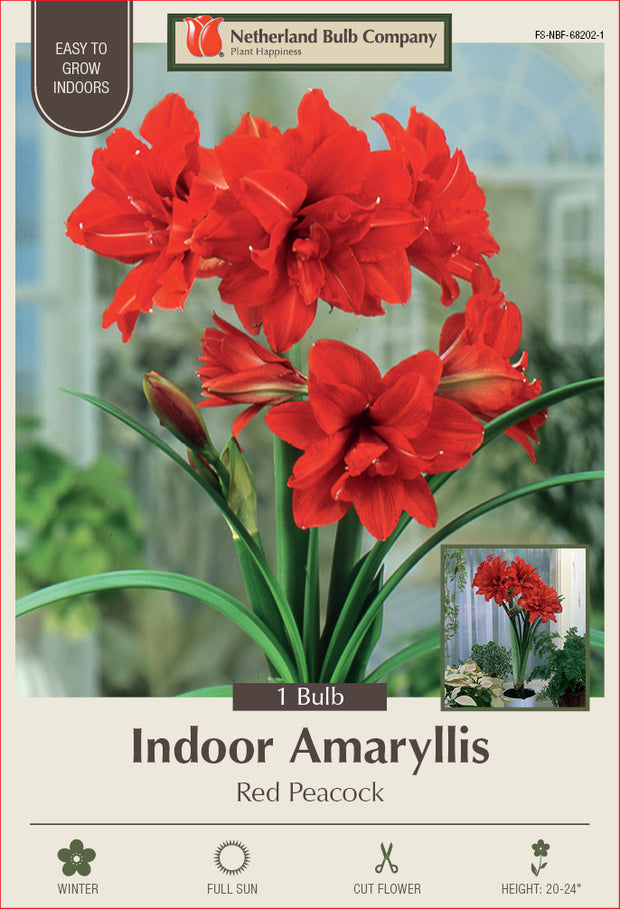 Amaryllis Red Peacock  Bulb 1/Pack