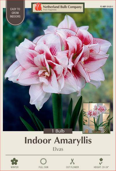 Amaryllis Elvas Bulb 1/Pack