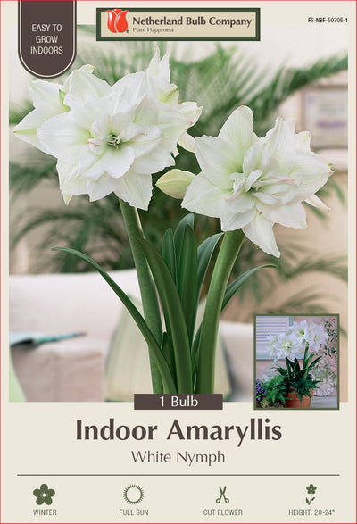 Amaryllis White Nymph Bulb 1/Pack