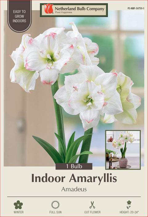 Amaryllis Aamdeus Bulb 1/Pack