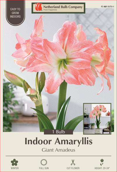 Amaryllis Giant Amadeus Bulb 1/Pack