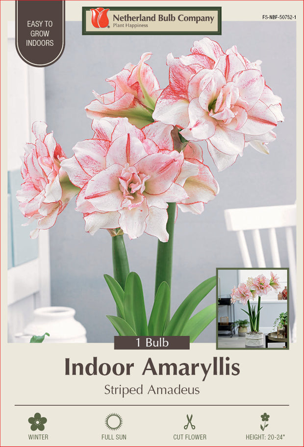 Amaryllis Striped Amadeus Bulb 1/Pack