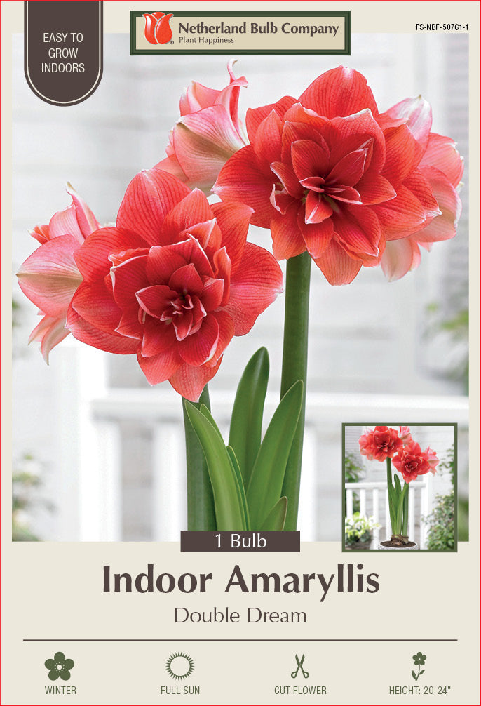 Amaryllis Double Dream Bulb 1/Pack