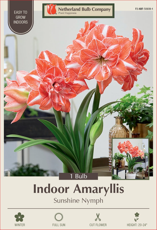 Amaryllis Sunshine Nymph Bulb 1/Pack