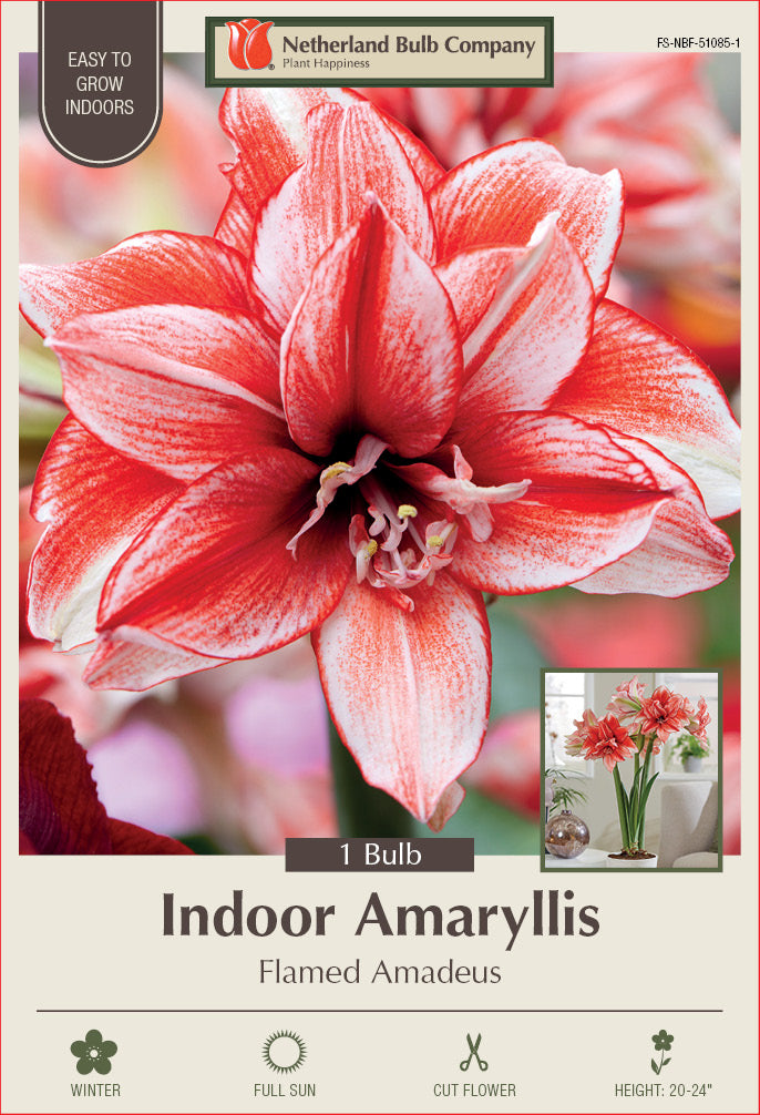 Amaryllis Flamed Amadeus Bulb 1/Pack