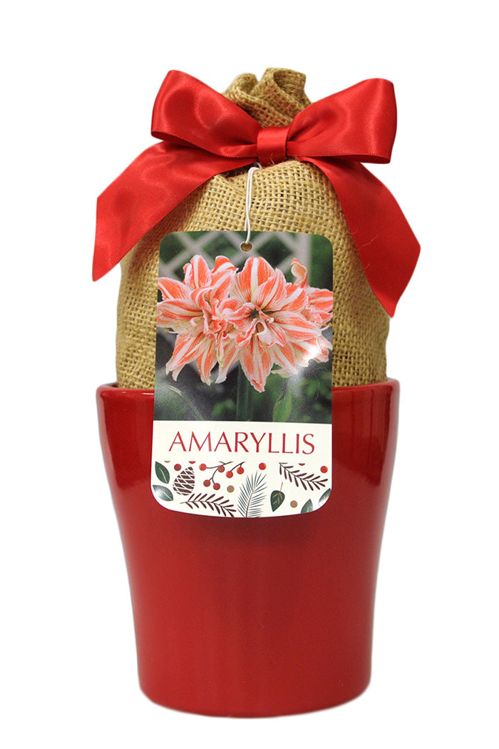 Amaryllis Dancing Queen in Red Bulb 1/Pack