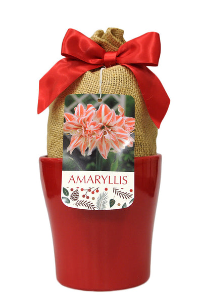 Amaryllis Dancing Queen in Red Bulb 1/Pack