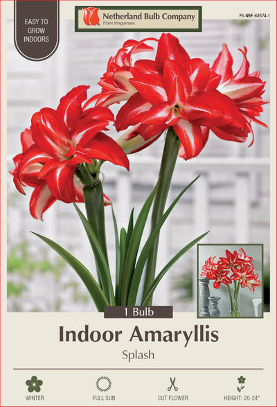 Amaryllis Splash Bulb 1/Pack