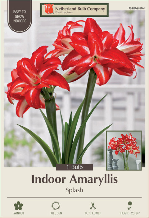 Amaryllis Splash Bulb 1/Pack