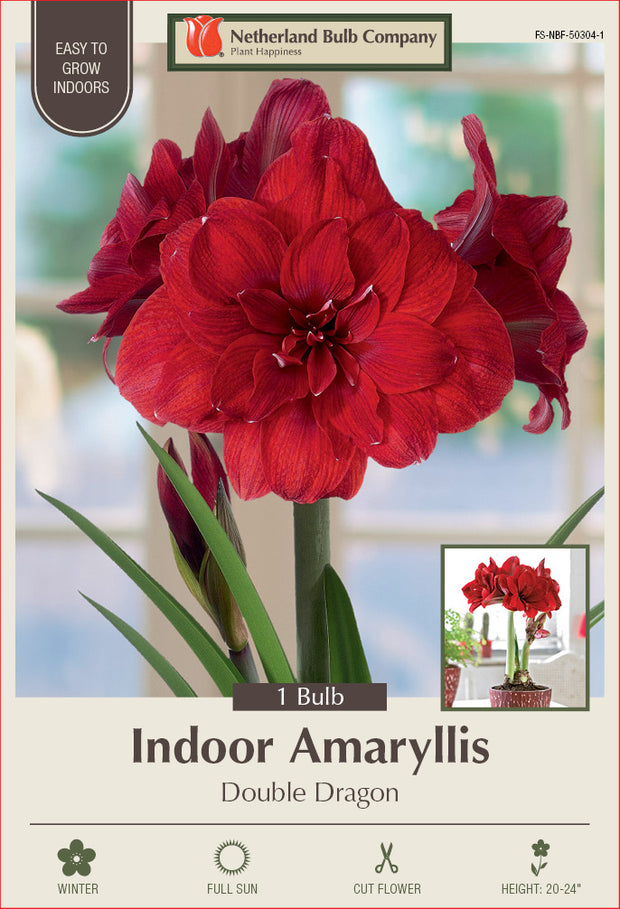 Amaryllis Double Dragon Bulb 1/Pack