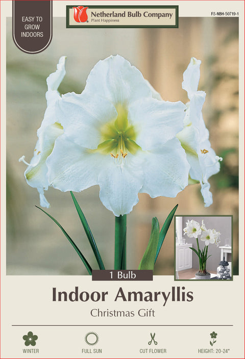 Amaryllis Christmas Gift Bulb 1/Pack