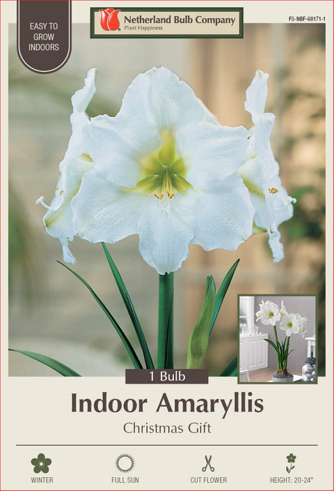 Amaryllis Christmas Gift Bulb 1/Pack