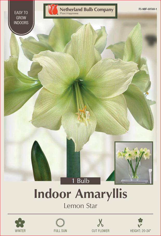 Amaryllis Lemon Star Bulb 1/Pack