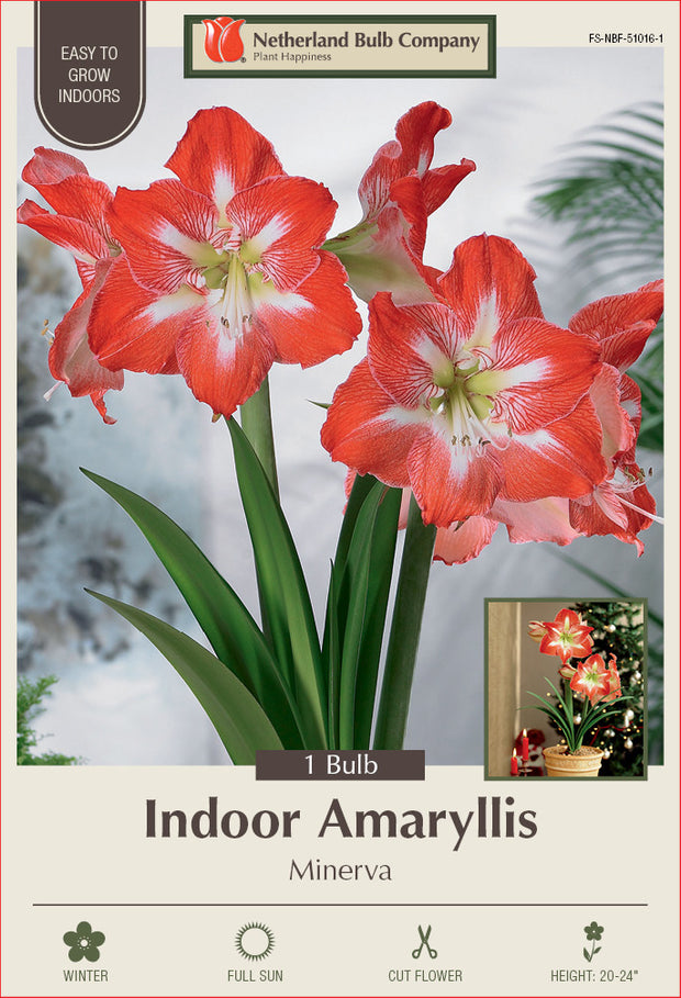 Amaryllis Minerva Bulb 1/Pack