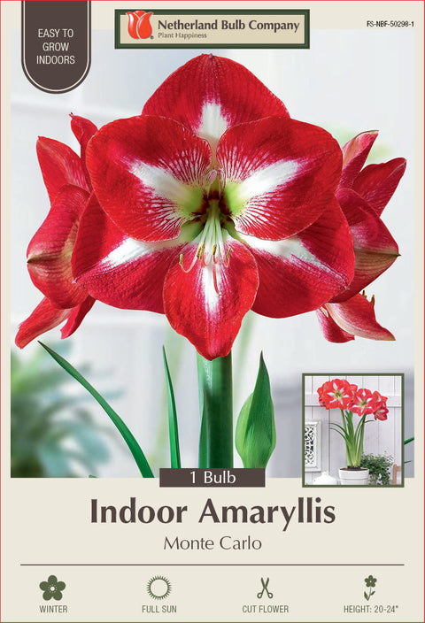 Amaryllis Monte Carlo Bulb 1/Pack