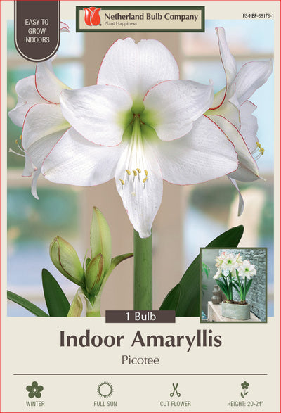 Amaryllis Picotee Bulb 1/Pack