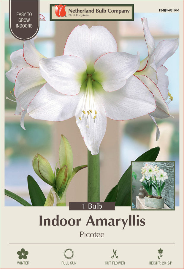 Amaryllis Picotee Bulb 1/Pack