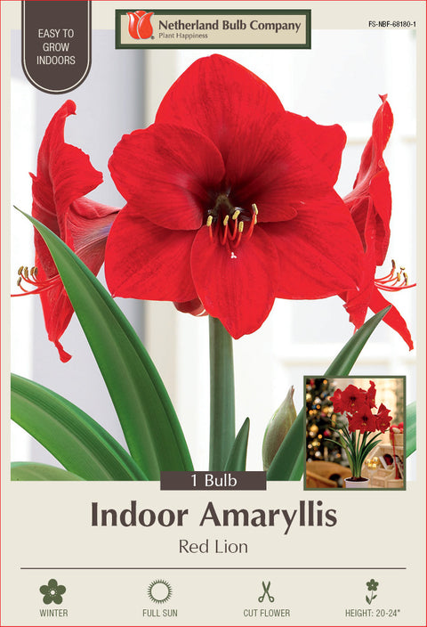 Amaryllis Red Lion Bulb 1/Pack