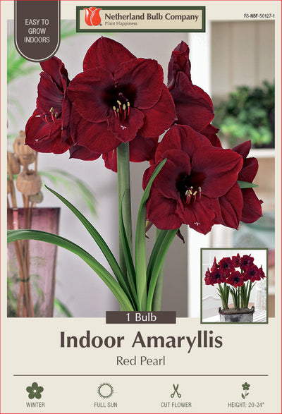 Amaryllis Red Pearl Bulb 1/Pack