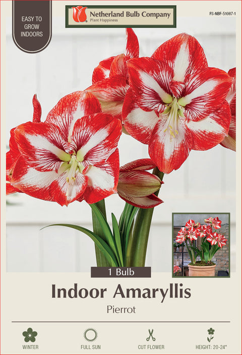 Amaryllis Pierrot Bulb 1/Pack