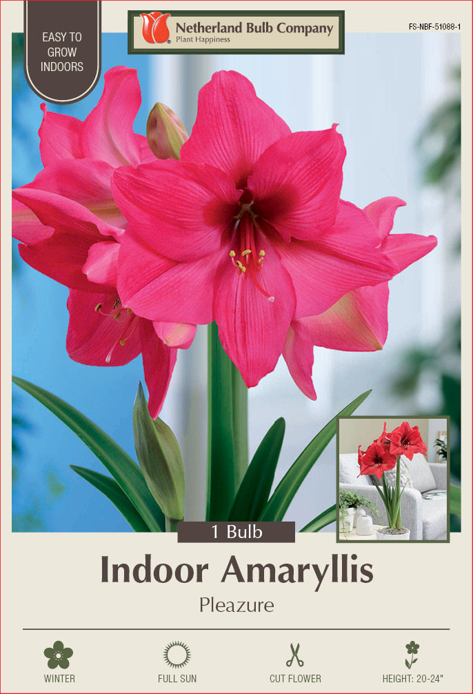 Amaryllis Pleazure Bulb 1/Pack