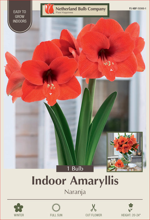 Amaryllis Naranja Bulb 1/Pack