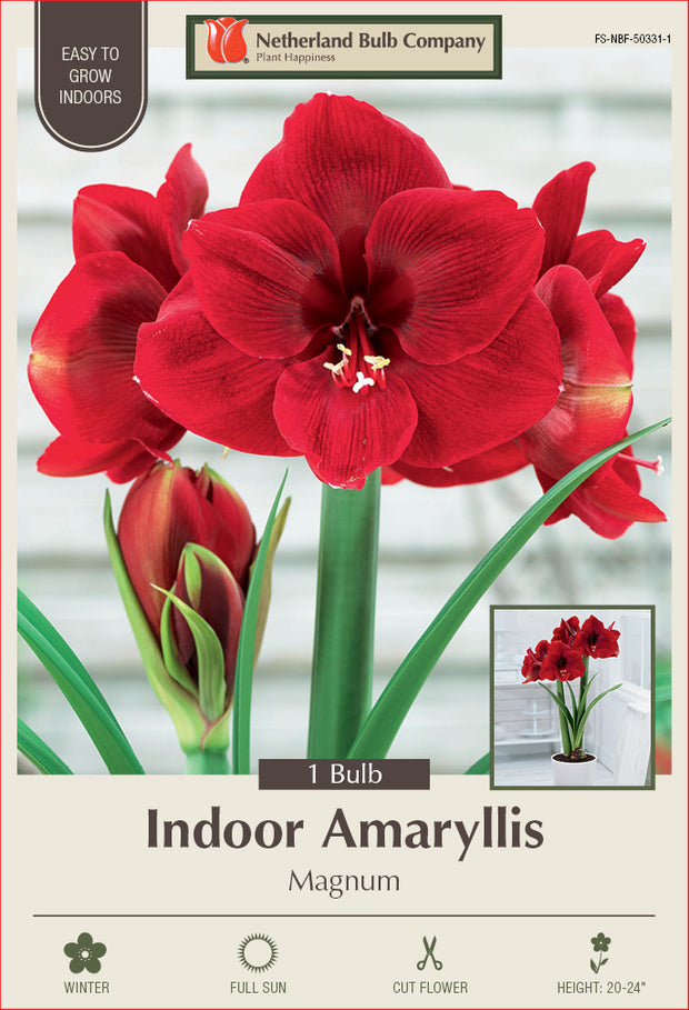 Amaryllis Magnum Bulb 1/Pack