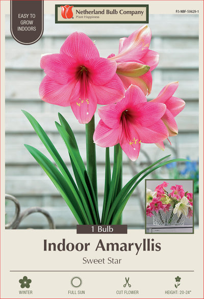 Amaryllis Sweet Star Bulb 1/Pack