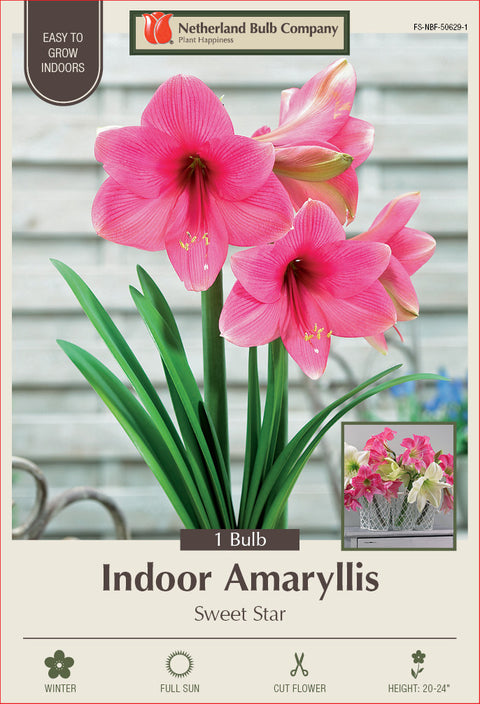 Amaryllis Sweet Star Bulb 1/Pack