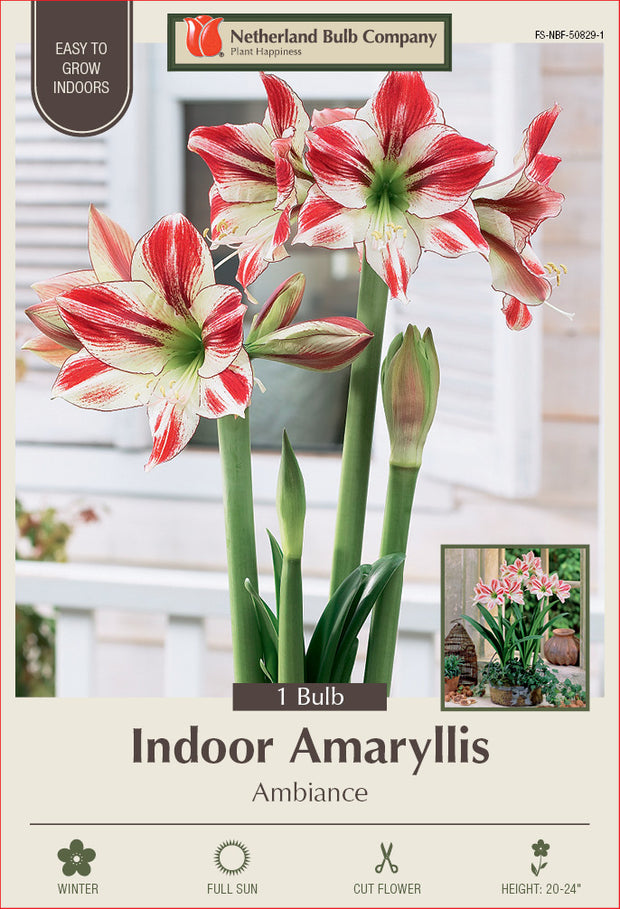 Amaryllis Ambiance Bulb 1/Pack