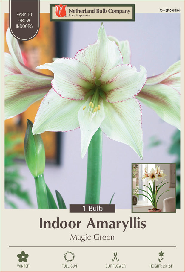 Amaryllis Magic Green Bulb 1/Pack