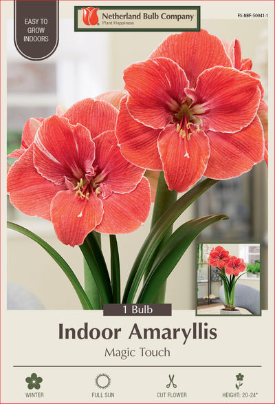 Amaryllis Magic Touch Bulb 1/Pack