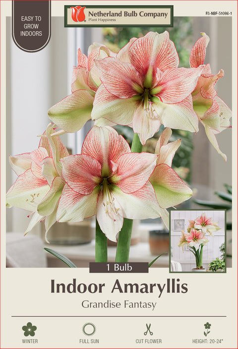 Amaryllis Grandise Fantasy Bulb 1/Pack