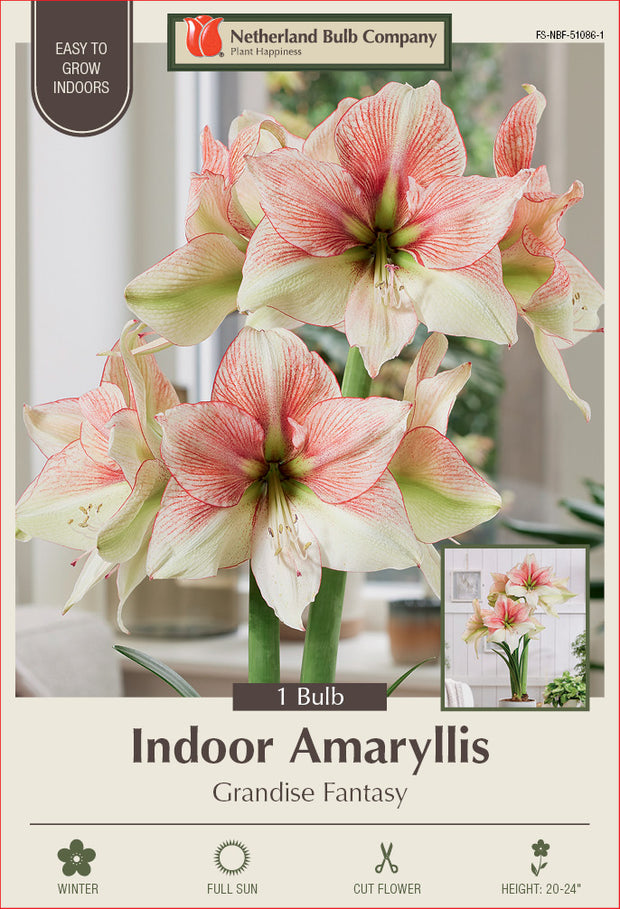 Amaryllis Grandise Fantasy Bulb 1/Pack