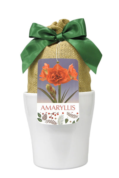 Amaryllis Orange Sunrise in White Bulb 1/Pack