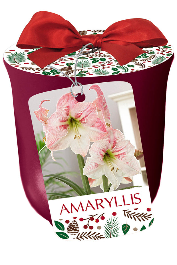 Amaryllis Apple Blossom in Bourdeux Bulb 1/Pack