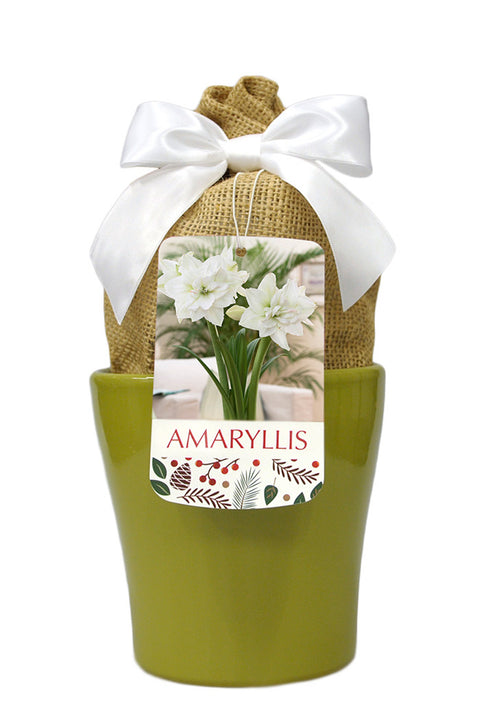 Amaryllis White Nymph in Green  Bulb 1/Pack