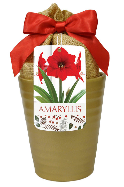 Amaryllis Red Lion in Gold Bulb 1/Pack